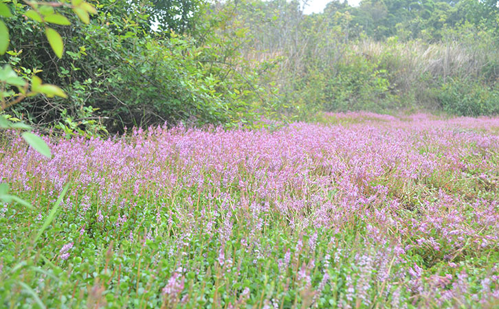 林上馬巒山之旅