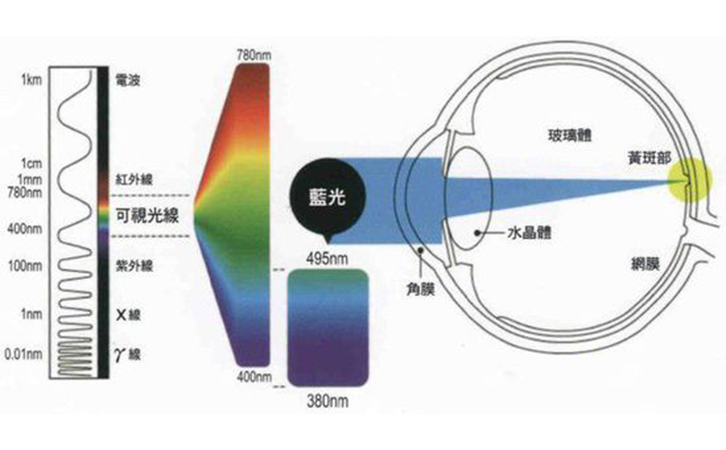 藍(lán)光對眼部結(jié)構(gòu)的影響